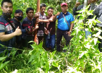 3 Pencuri Kulit Kayu Manis Warga Ujung Ladang Kerinci Ditangkap Polisi