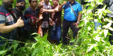 3 Pencuri Kulit Kayu Manis Warga Ujung Ladang Kerinci Ditangkap Polisi