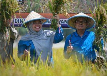 Bupati Masnah dan Gubernur Fachrori Panen Raya Padi di Pudak