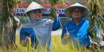 Bupati Masnah dan Gubernur Fachrori Panen Raya Padi di Pudak