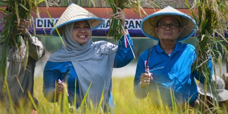 Bupati Masnah dan Gubernur Fachrori Panen Raya Padi di Pudak
