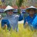 Bupati Masnah dan Gubernur Fachrori Panen Raya Padi di Pudak
