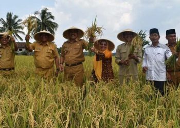 Wakil Bupati Sarolangun Hadiri Panen Raya Padi Sawah di Dusun Padang Sungkai