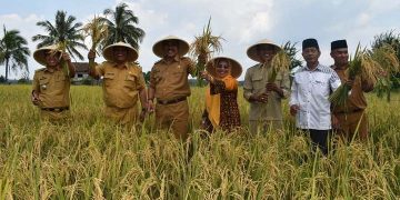 Wakil Bupati Sarolangun Hadiri Panen Raya Padi Sawah di Dusun Padang Sungkai