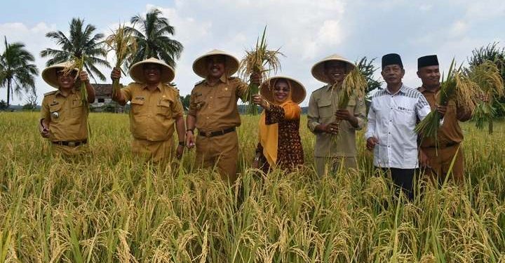 Wakil Bupati Sarolangun Hadiri Panen Raya Padi Sawah di Dusun Padang Sungkai