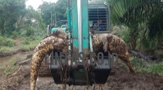 Buaya Raksasa Gegerkan Warga Muara Sabak