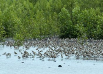Dinas Pariwisata Jambi Perlu Mengevaluasi Potensi Wisata Yang Layak Menjadi Objek Wisata Unggulan