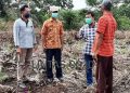 Bupati Romi Tinjau Kebun Kopi Liberika Di Jati Mulyo