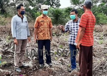 Bupati Romi Tinjau Kebun Kopi Liberika Di Jati Mulyo