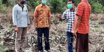 Bupati Romi Tinjau Kebun Kopi Liberika Di Jati Mulyo