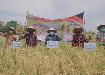 Bupati Muarojambi Panen Raya Padi di Desa Kemingking Luar