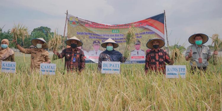 Bupati Muarojambi Panen Raya Padi di Desa Kemingking Luar