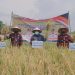 Bupati Muarojambi Panen Raya Padi di Desa Kemingking Luar