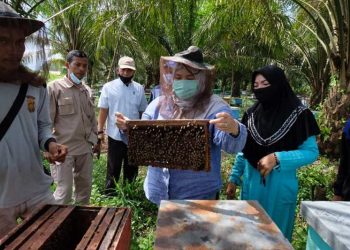 Bupati Muaro Jambi Ikuti Panen Madu di Desa Danau Lamo