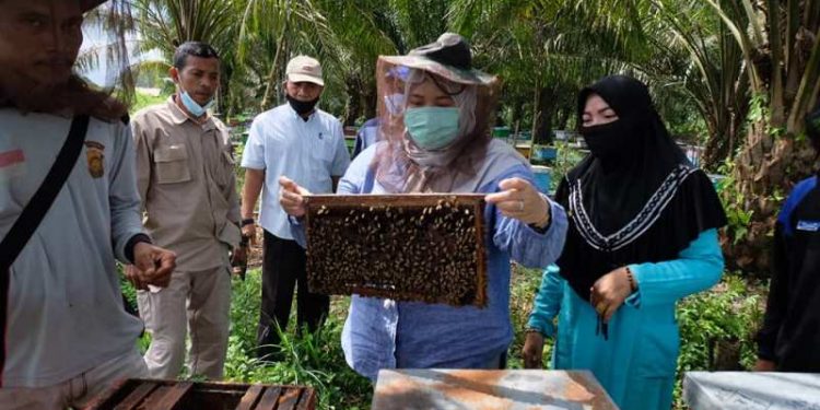Bupati Muaro Jambi Ikuti Panen Madu di Desa Danau Lamo