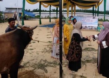 Bupati Masnah Serahkan Hewan Kurban di LPP di Bukit Baling