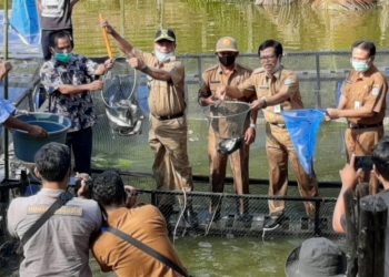 Wabup Merangin Panen Ikan Keramba Apung
