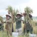 Wabup Batanghari Panen Perdana Program IP 200