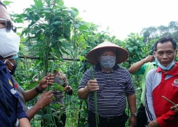 Pemkab Tanjab Barat Gelar Kegiatan Panen Raya