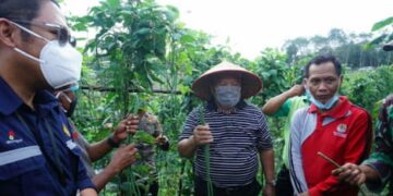 Pemkab Tanjab Barat Gelar Kegiatan Panen Raya