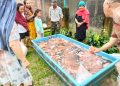 Ringankan Beban Masyarakat, Anggota DPRD Zulkifli Jual Murah 1 Ton Ikan Nila