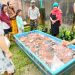 Ringankan Beban Masyarakat, Anggota DPRD Zulkifli Jual Murah 1 Ton Ikan Nila