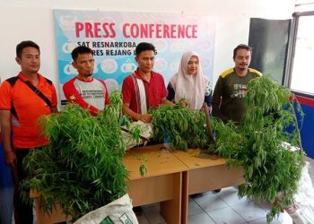 Polisi Gerebek Kebun Ganja dalam Rumah, Ratusan Pohon Ditanam di Pot