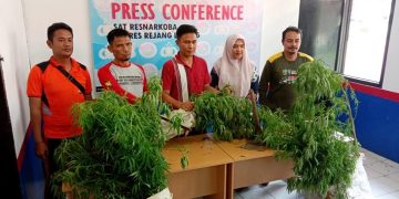 Polisi Gerebek Kebun Ganja dalam Rumah, Ratusan Pohon Ditanam di Pot