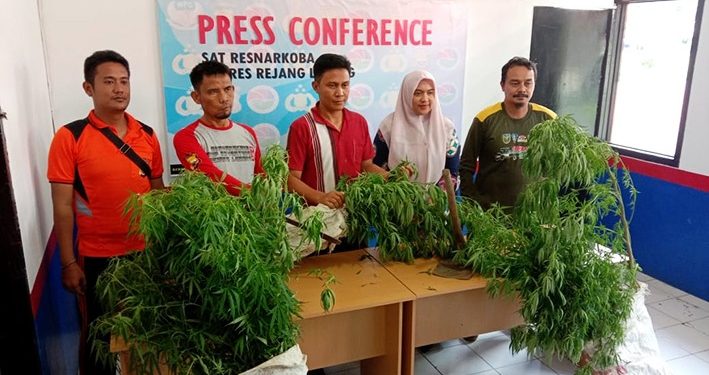 Polisi Gerebek Kebun Ganja dalam Rumah, Ratusan Pohon Ditanam di Pot