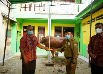 Gubernur Turun Serahkan Sapi Qurban di Mesjid Al Munawwarah