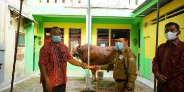 Gubernur Turun Serahkan Sapi Qurban di Mesjid Al Munawwarah
