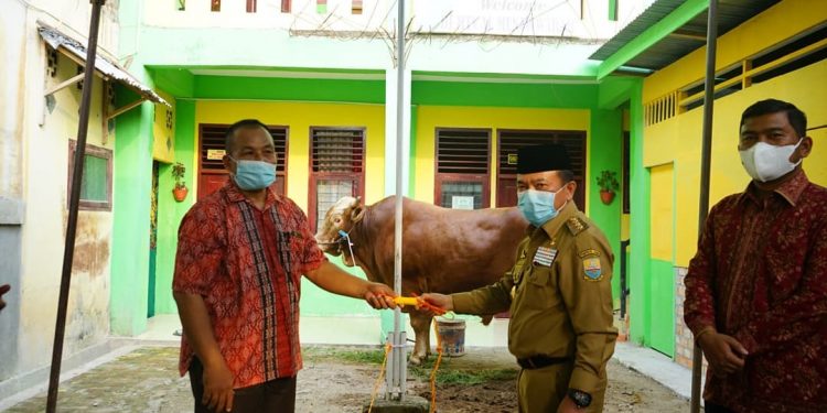 Gubernur Turun Serahkan Sapi Qurban di Mesjid Al Munawwarah