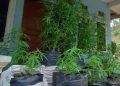 Pemuda Tanam Ganja,  Diamankan Enam Polybag Tanaman Ganja Siap Panen