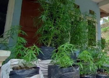 Pemuda Tanam Ganja,  Diamankan Enam Polybag Tanaman Ganja Siap Panen