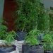 Pemuda Tanam Ganja,  Diamankan Enam Polybag Tanaman Ganja Siap Panen