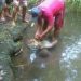 Pergi Menyentrum Ikan Disungai, Supriadi Tewas