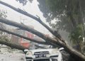 Tak Terelakkan Pohon Tumbang Menimpa Mobil, Tewaskan 2 orang