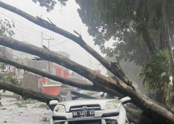 Tak Terelakkan Pohon Tumbang Menimpa Mobil, Tewaskan 2 orang