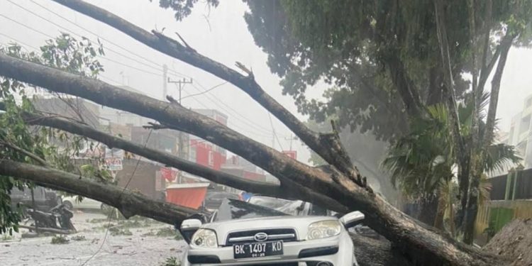 Tak Terelakkan Pohon Tumbang Menimpa Mobil, Tewaskan 2 orang