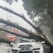 Tak Terelakkan Pohon Tumbang Menimpa Mobil, Tewaskan 2 orang