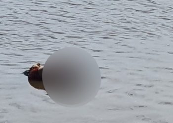 Heboh Warga Temukan Mayat Wanita Mengapung