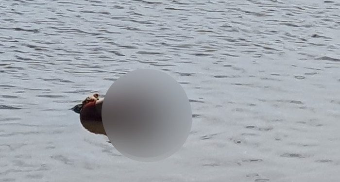 Heboh Warga Temukan Mayat Wanita Mengapung