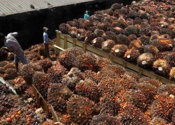 Harga TBS Sawit Kalbar Periode II-Juli 2021 Tembus Rp 2.291,19/Kg