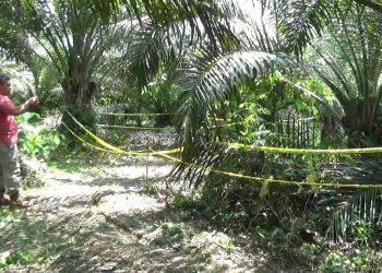 Buruh Culik dan Cabuli Bocah 4 Tahun di Kebun Sawit