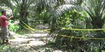 Buruh Culik dan Cabuli Bocah 4 Tahun di Kebun Sawit