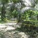Buruh Culik dan Cabuli Bocah 4 Tahun di Kebun Sawit