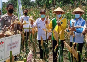 Sekda M. Azan Hadiri Panen Jagung di Kecamatan Batin XXIV