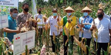 Sekda M. Azan Hadiri Panen Jagung di Kecamatan Batin XXIV