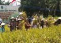 Wabup Bakhtiar Hadiri Panen Padi Perdana SLIO di Desa Danau Embat