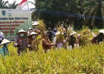 Wabup Bakhtiar Hadiri Panen Padi Perdana SLIO di Desa Danau Embat